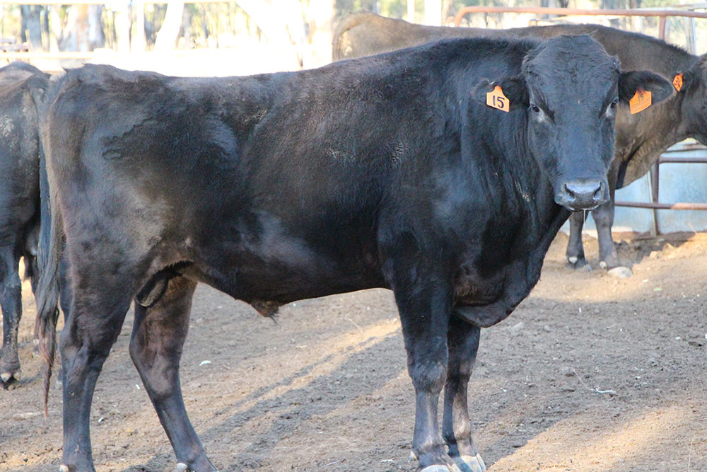 Wagyu Cattle For Sale - Pinnacle Wagyu, Roma Queensland, Australia