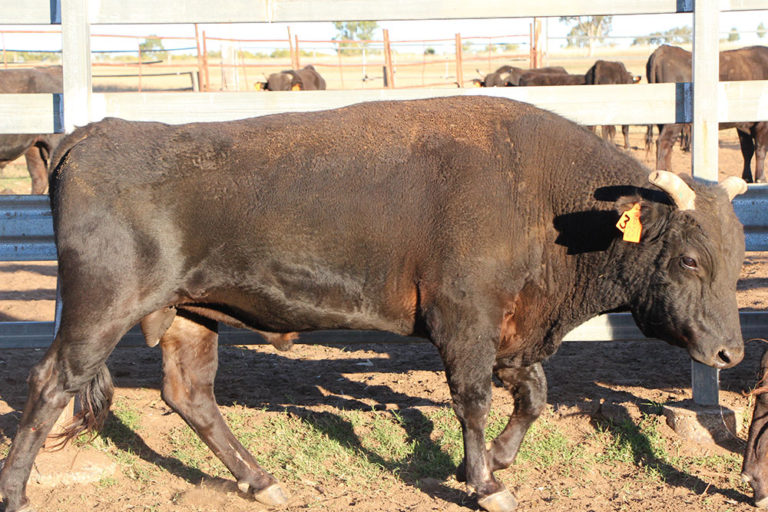 Wagyu Cattle For Sale - Pinnacle Wagyu, Roma Queensland, Australia