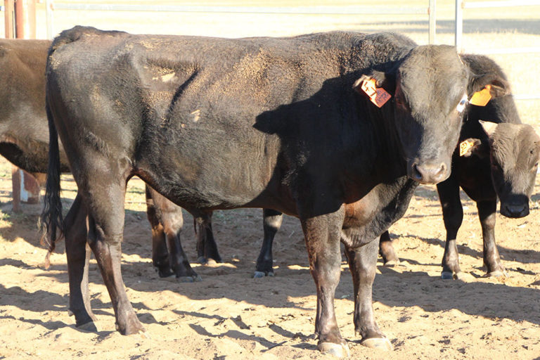 Wagyu Cattle For Sale Pinnacle Wagyu, Roma Queensland, Australia